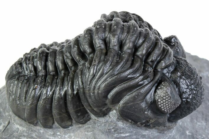 Phacopid (Adrisiops) Trilobite - Jbel Oudriss, Morocco #312816